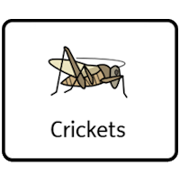 Crickets Crickets