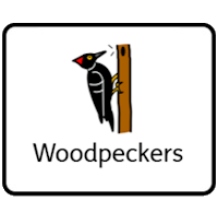 Woodpeckers Woodpeckers